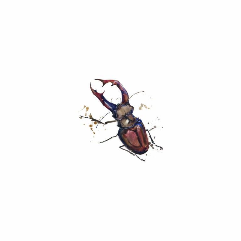 Escarabajo